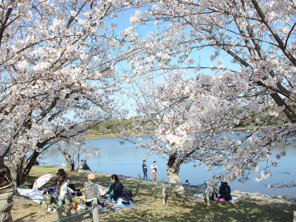刈谷桜まつり(洲原公園)