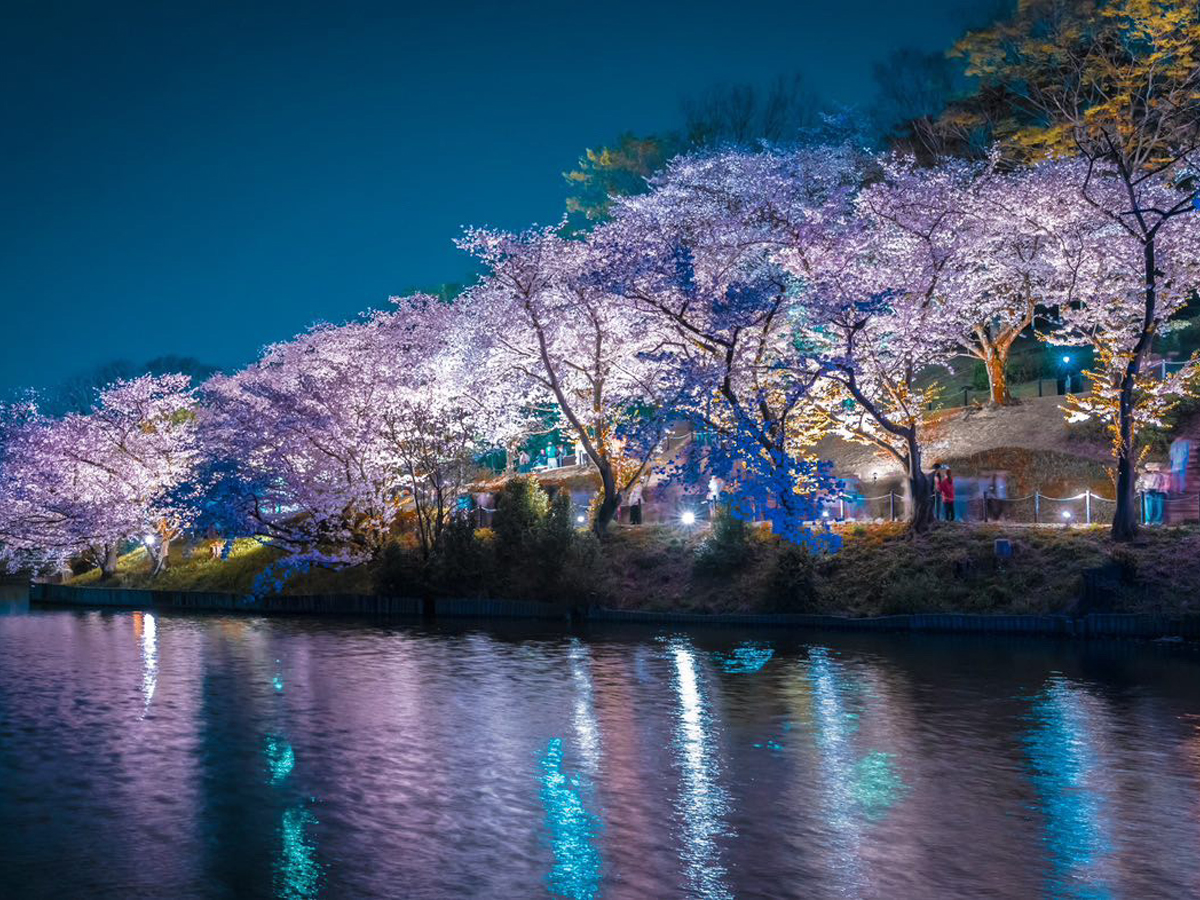 大池公園桜まつり