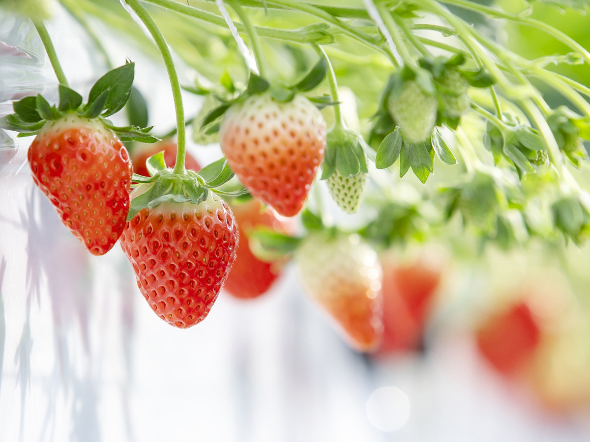 Strawberry Park MIFUNE