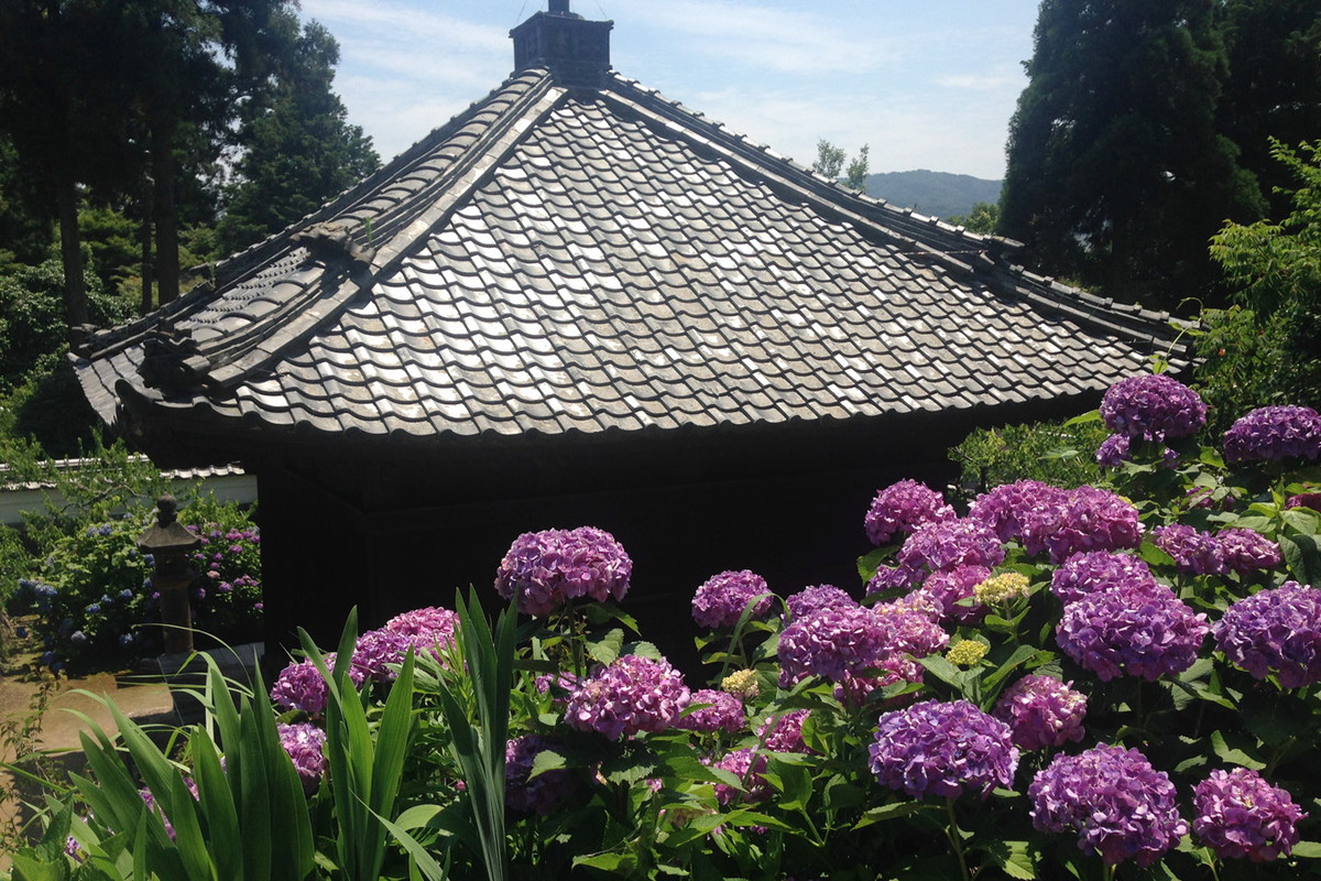 本光寺紫陽花まつり