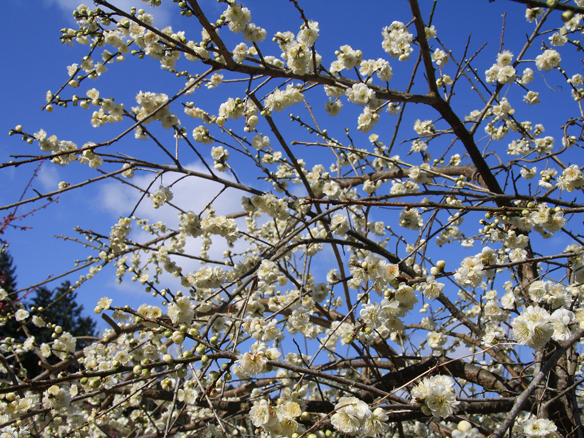 筑波之乡梅花节
