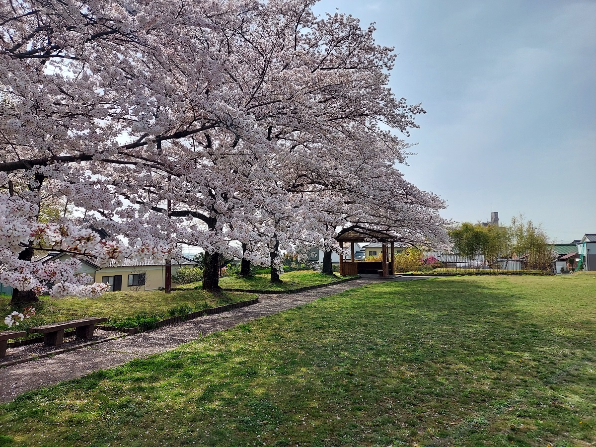 第5回 豊明市桜フォトコンテスト