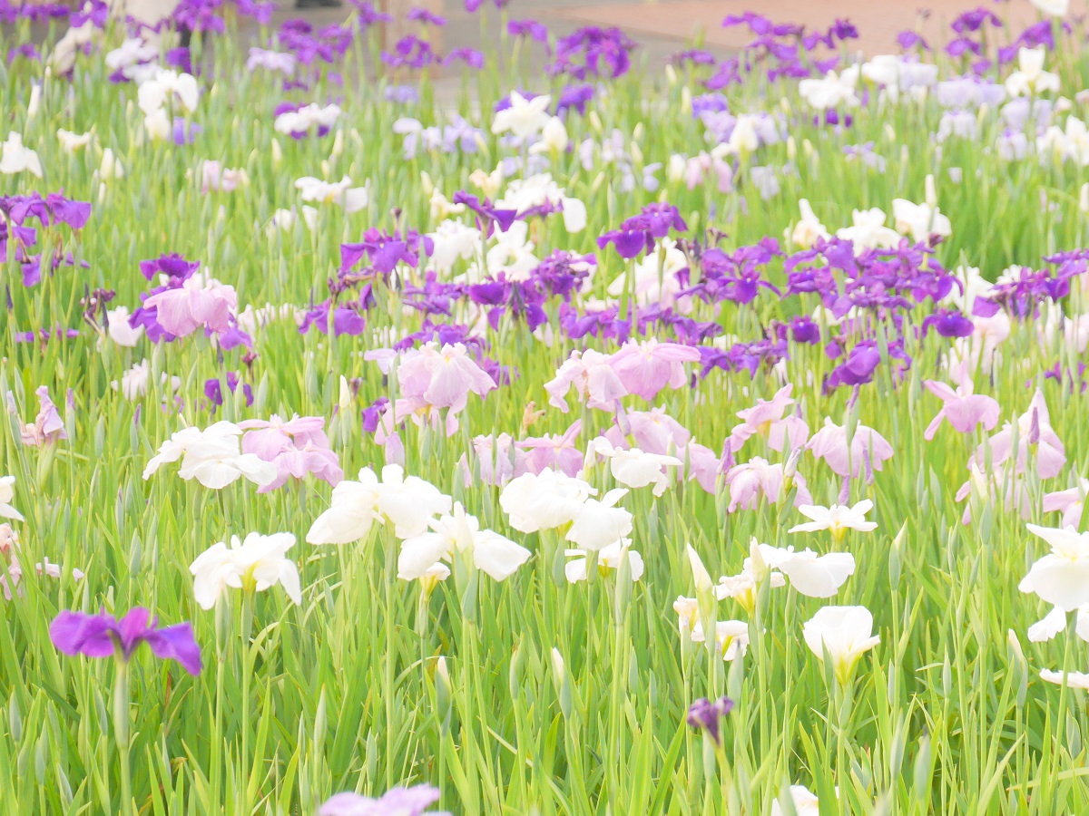 碧南市　花しょうぶまつり