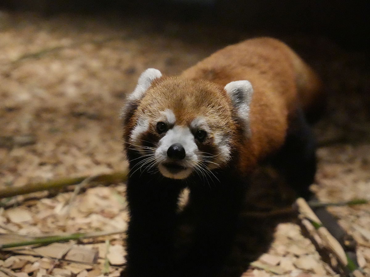 東山動植物園　ナイトZOO＆GARDEN