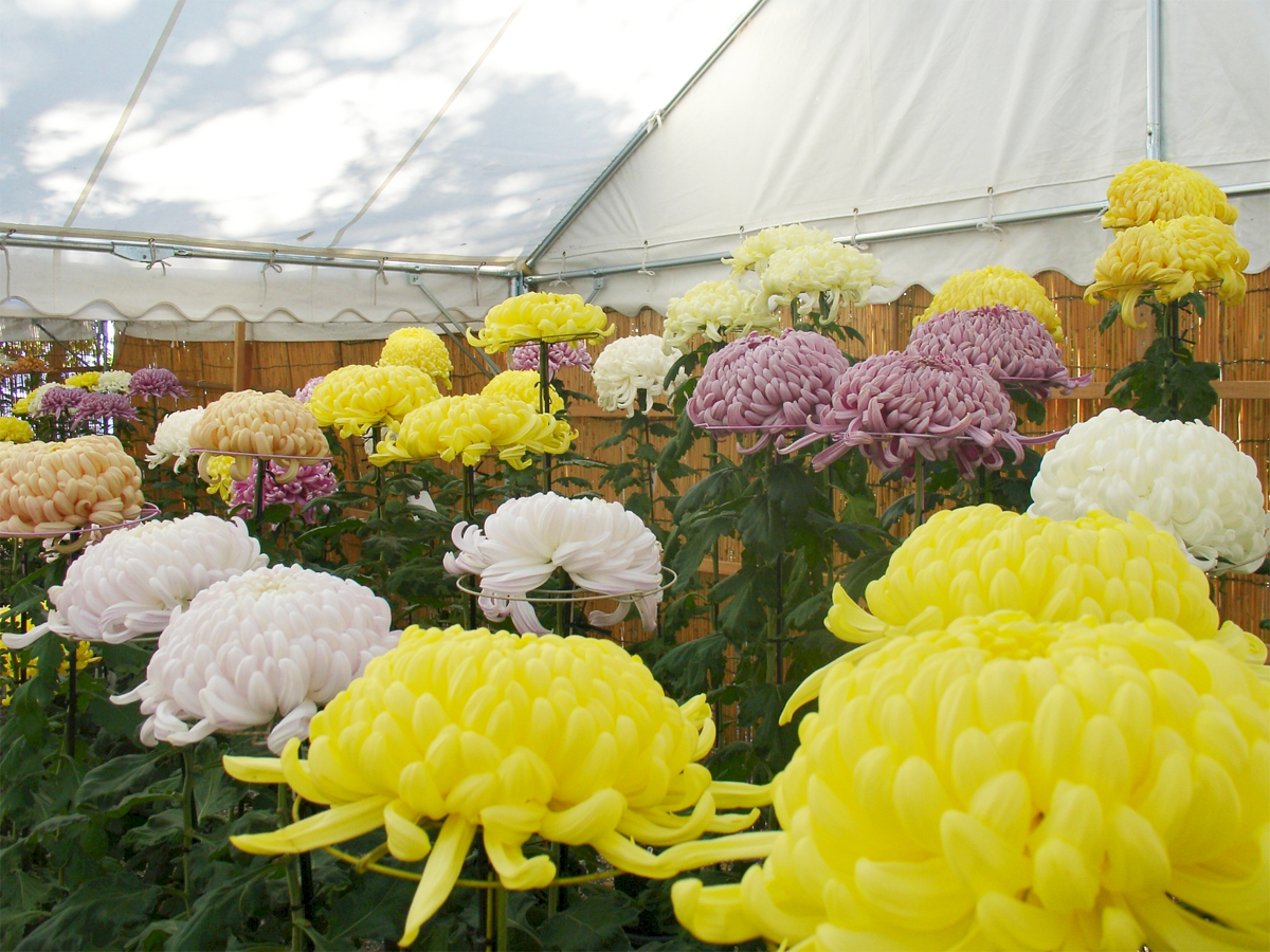 日進市菊花大会