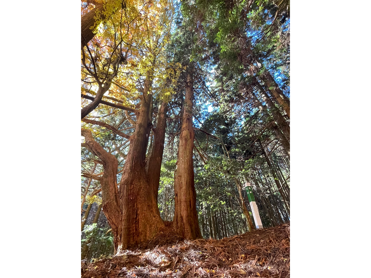 巨木に逢える町したら 天空の名木をめぐる旅