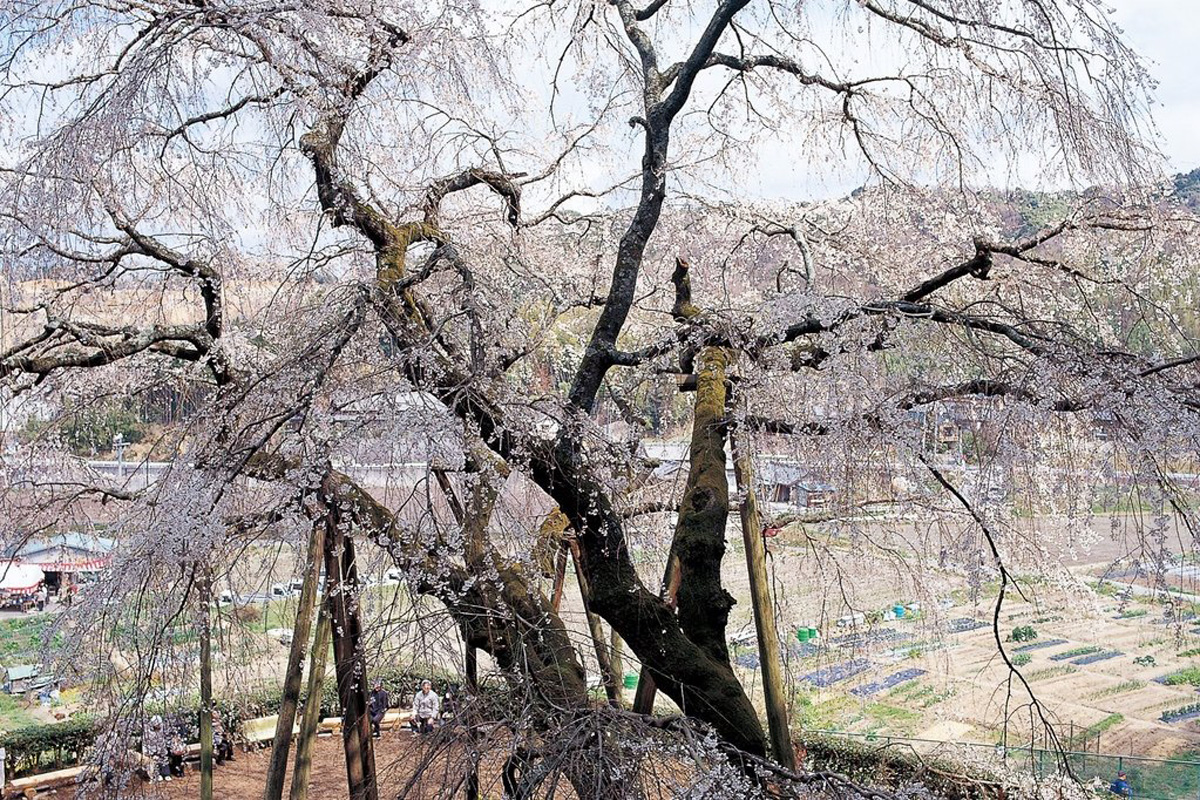 奥山田のしだれ桜
