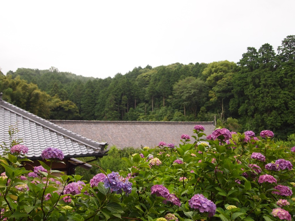 本光寺紫陽花まつり