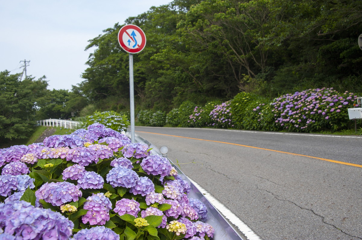 ทัศนียภาพภูเขาซันกาเนะ / อ่าวมิคาวะ