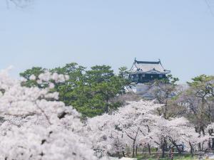 เทศกาลดอกซากุระแห่งโอคาซากิ