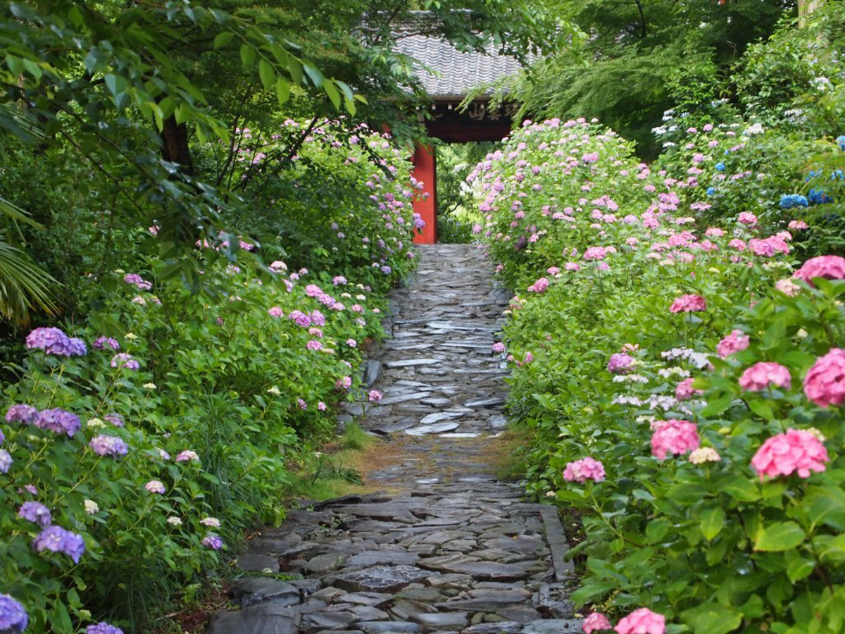 本光寺紫陽花まつり