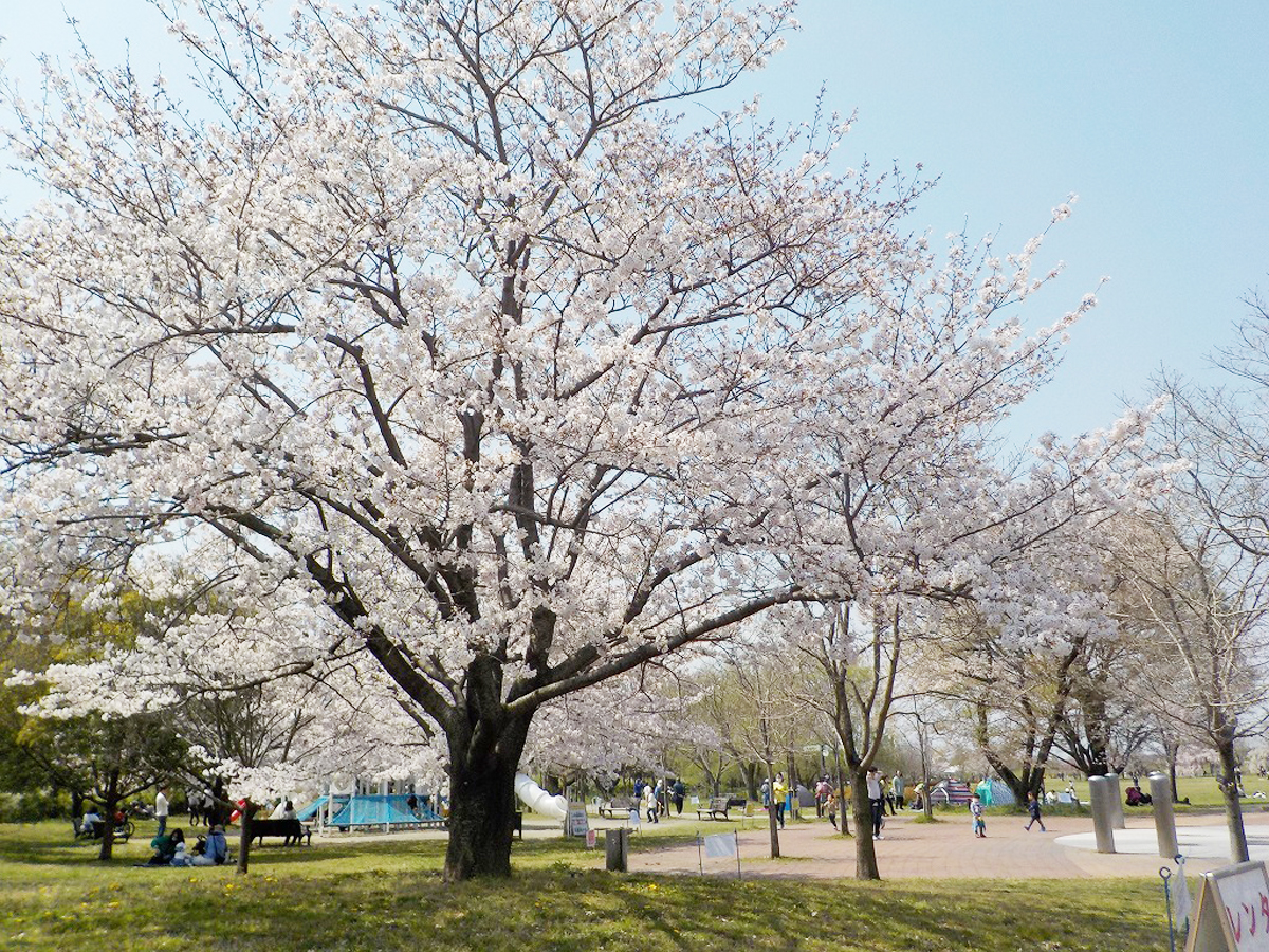 フラワーパーク江南　さくら祭り