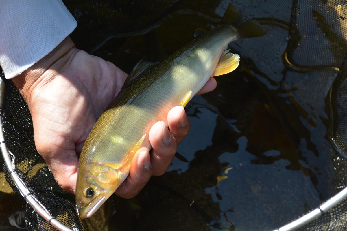 東栄町 日本一の鮎