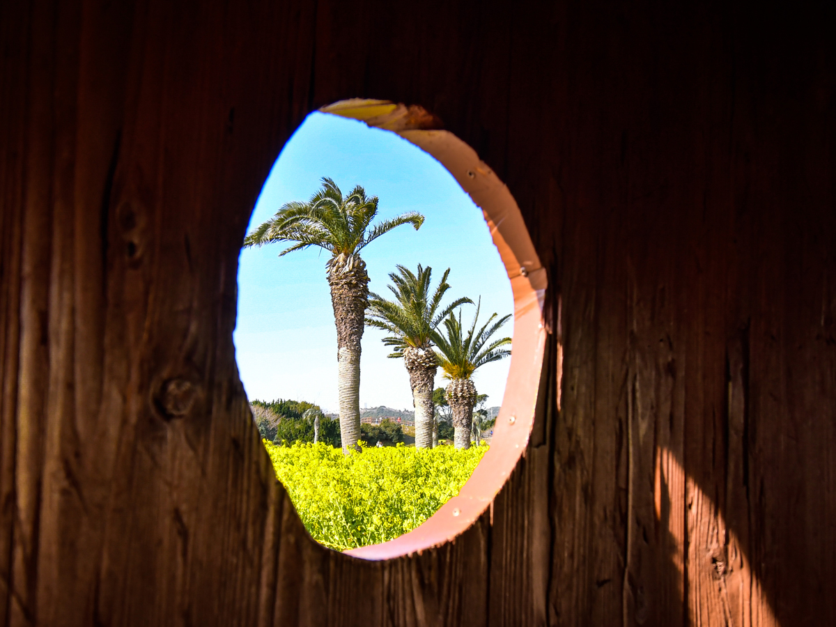 渥美半島油菜花節