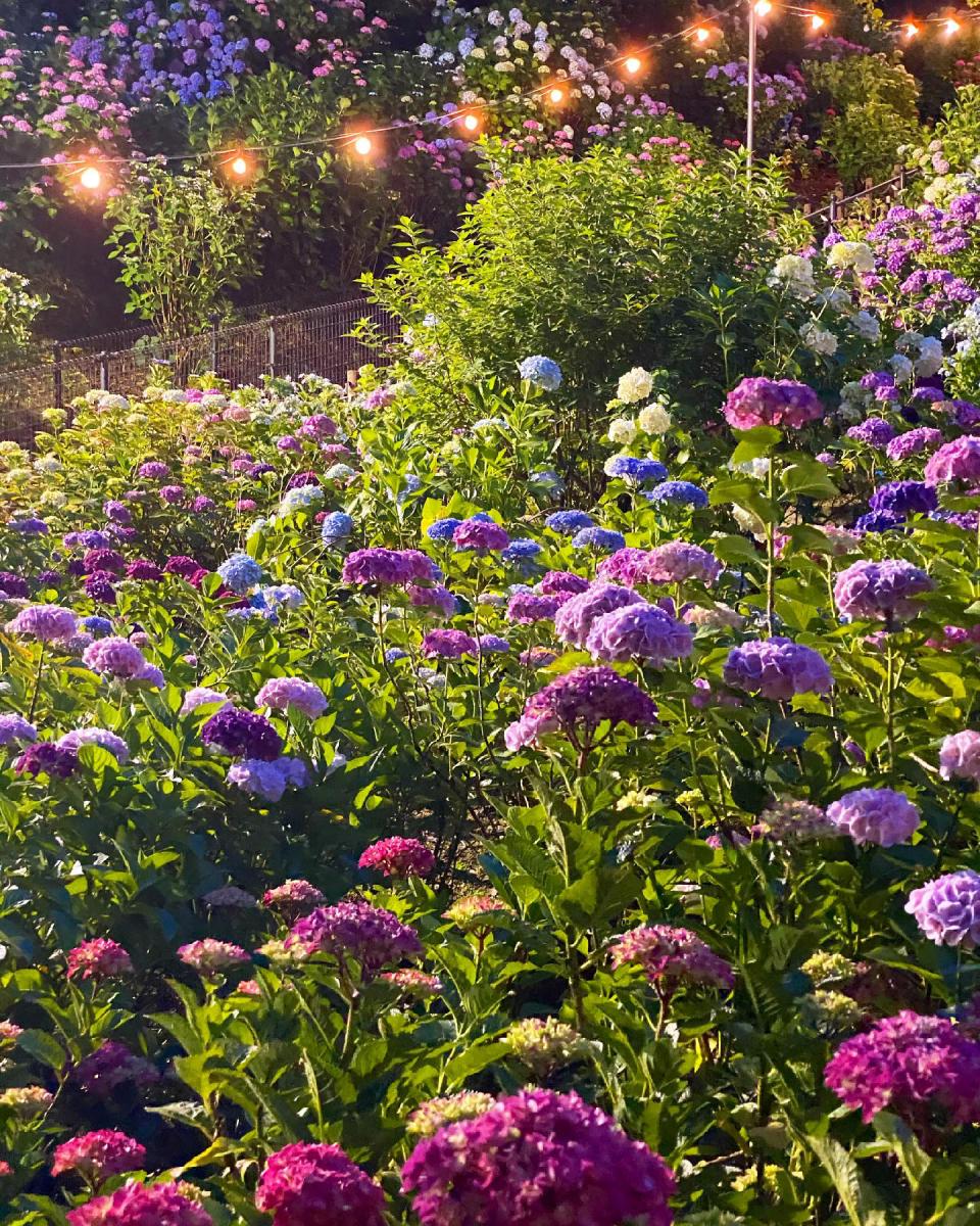 เทศกาลดอกไฮเดรนเยียที่คาทะฮาระ ออนเซ็น