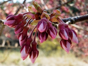公路休息站 Aguri Station春日祭