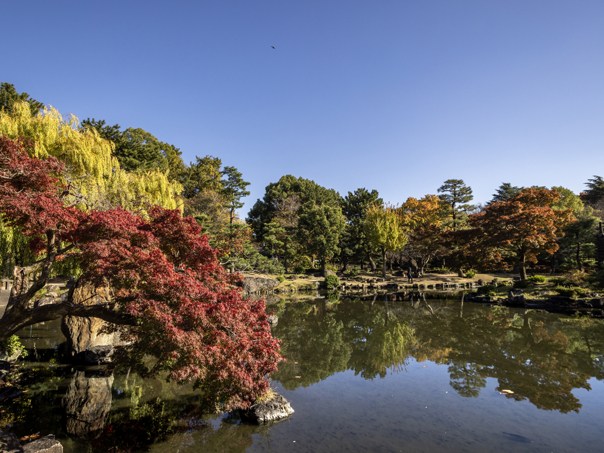 鶴舞公園の紅葉