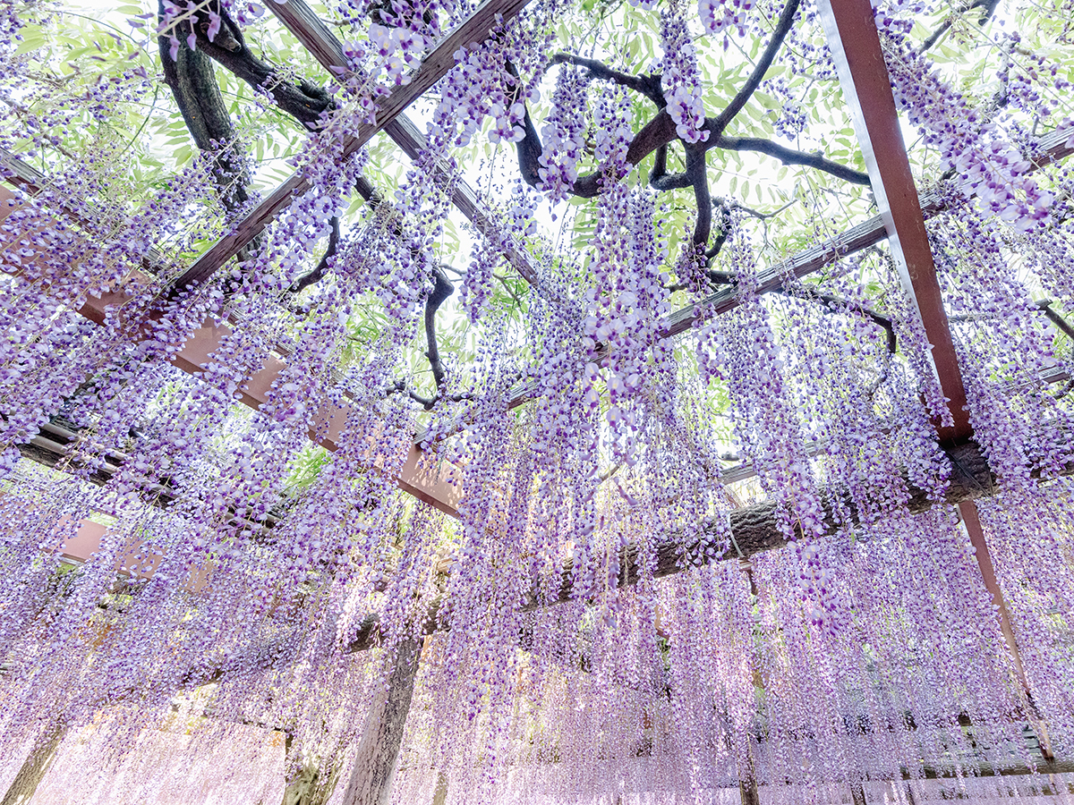 Owari Tsushima Wisteria Festival