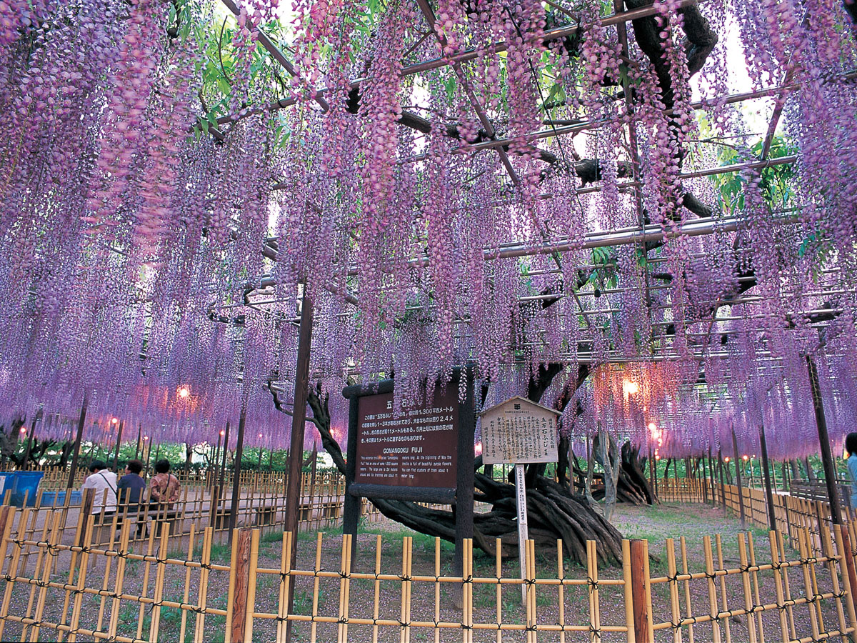 Gomangoku Wisteria Festival