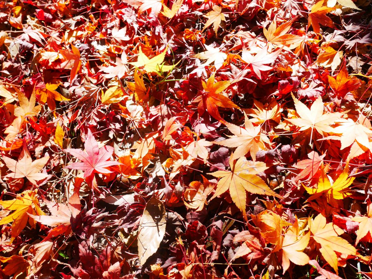 Obara Shikizakura Four-Season Cherry Blossom Festival