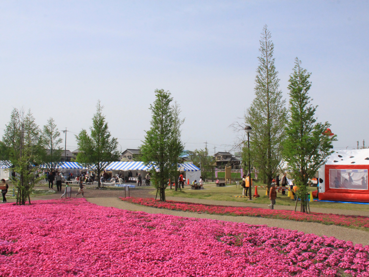 弥富市　芝桜まつり
