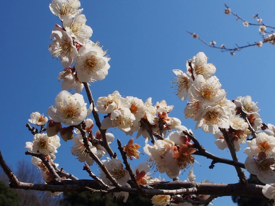 เทศกาลดอกบ๊วยที่สวนอะคัตสึคะยามะ