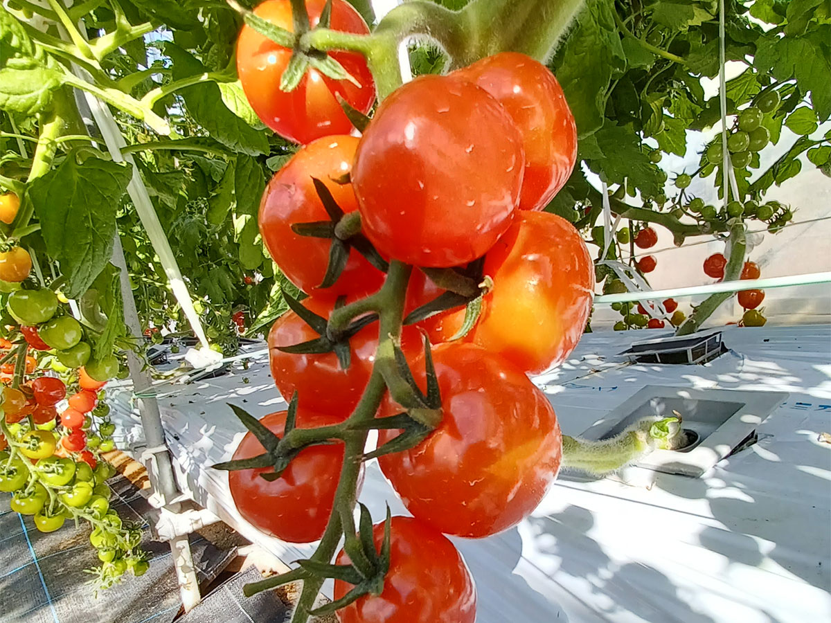 Nagoya City Agricultural Center Dela Farm