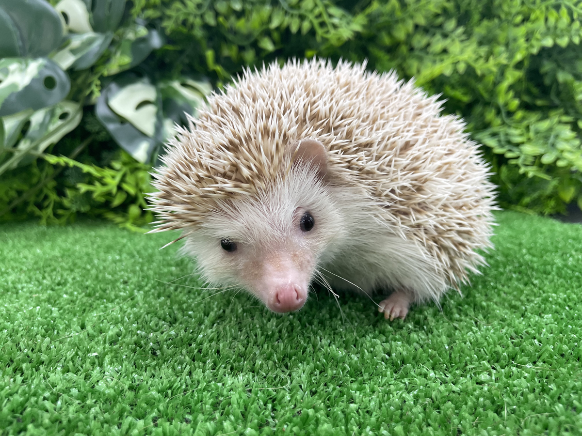 南知多ビーチランド45th　秋のイベント