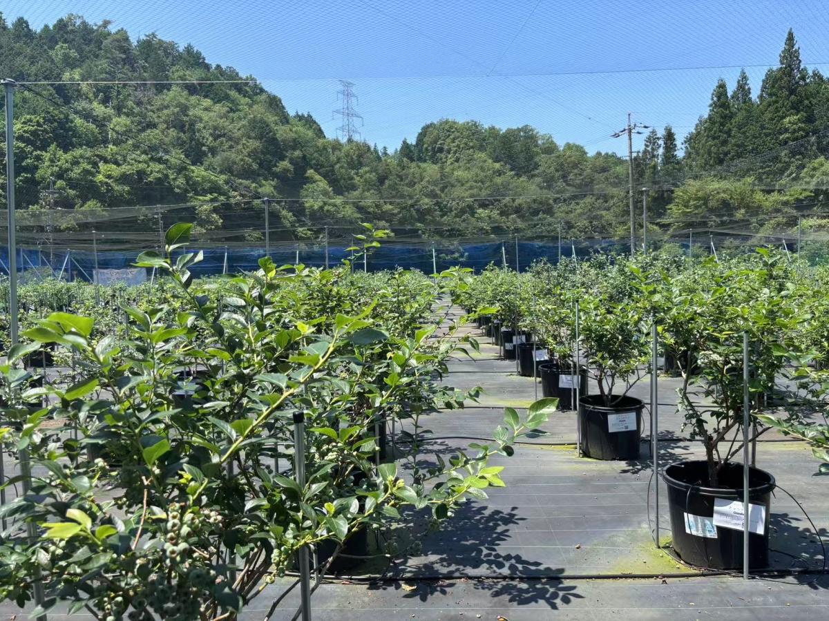 ブルーベリー狩り農園Toyotaかけらぼ ブルーベリー狩り