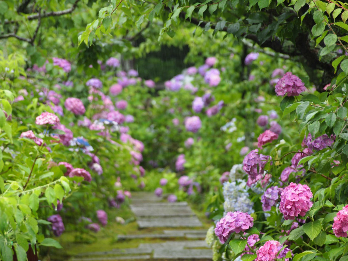 本光寺紫陽花まつり