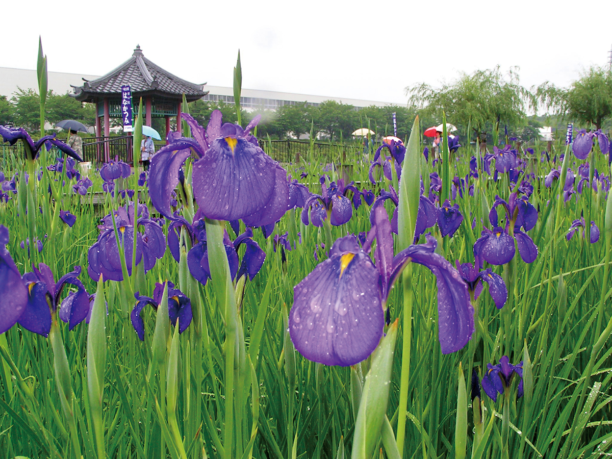 花かつみまつり