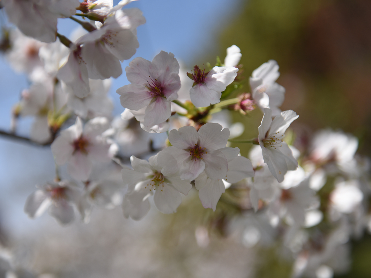 Anjo Cherry Blossom Festival