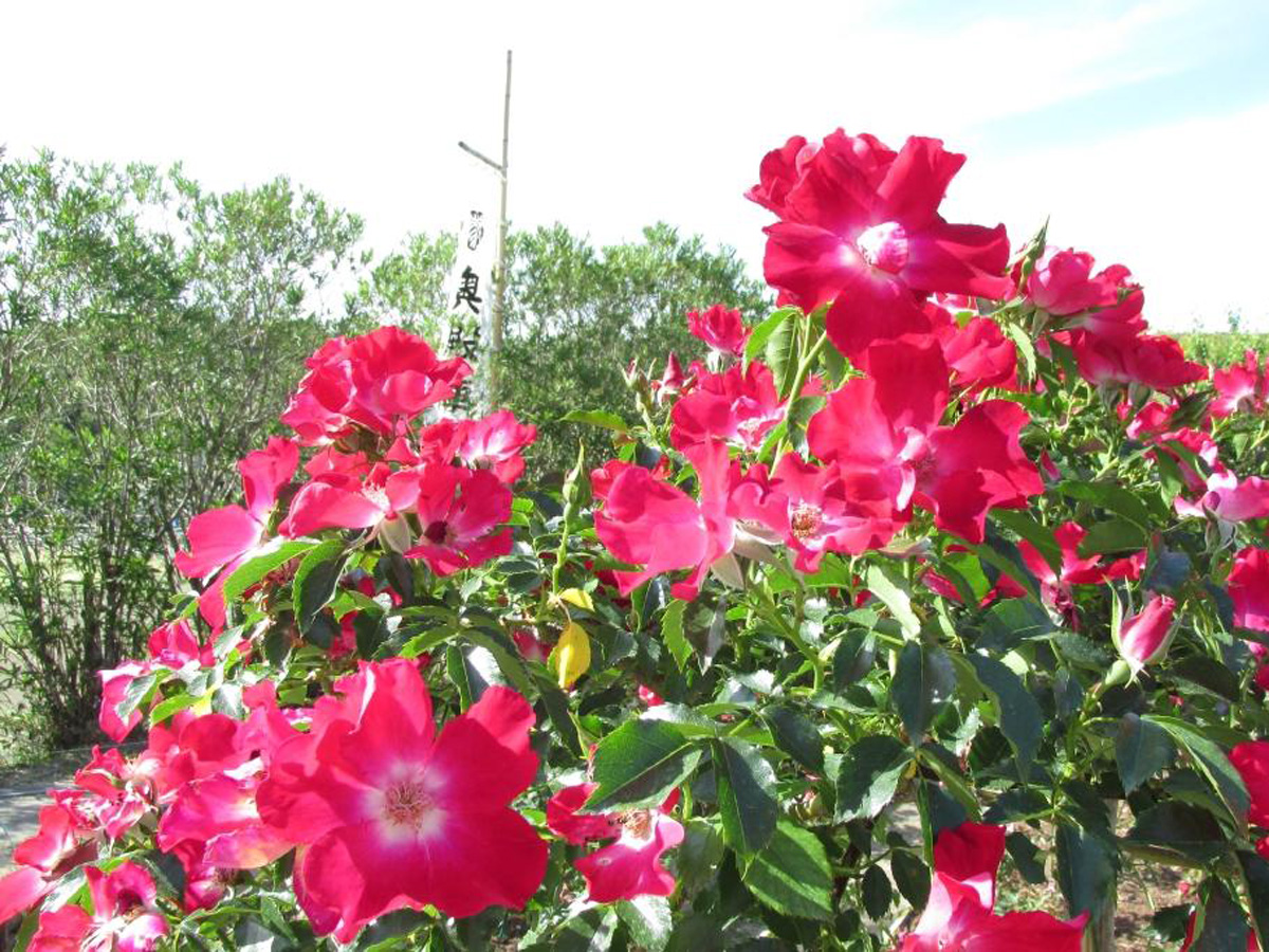 奥殿陣屋　バラまつり