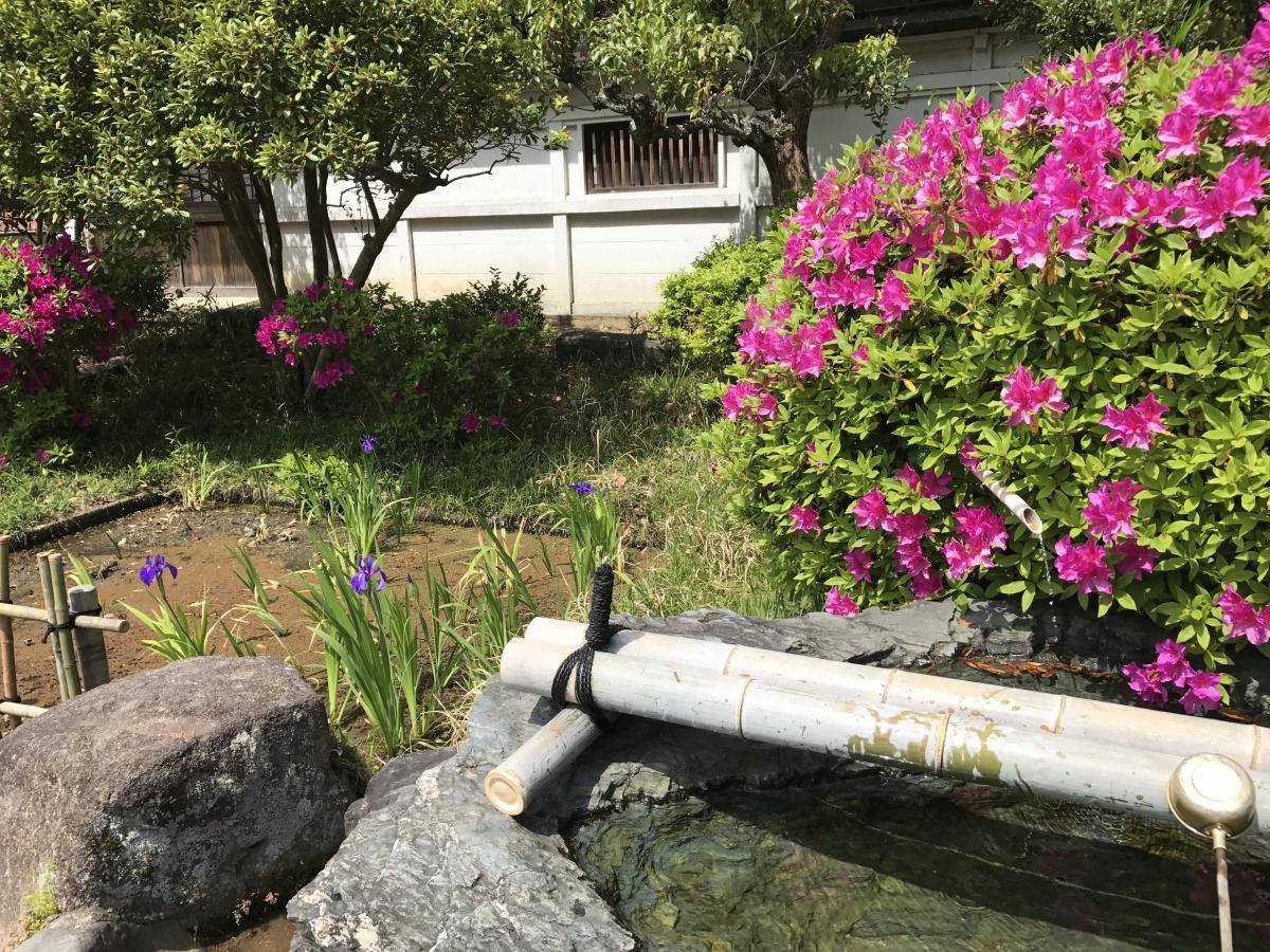 史跡八橋かきつばたまつり