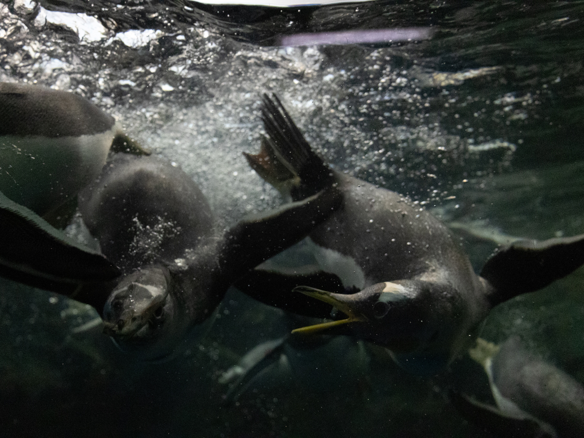 のんほいパーク　冬イベント