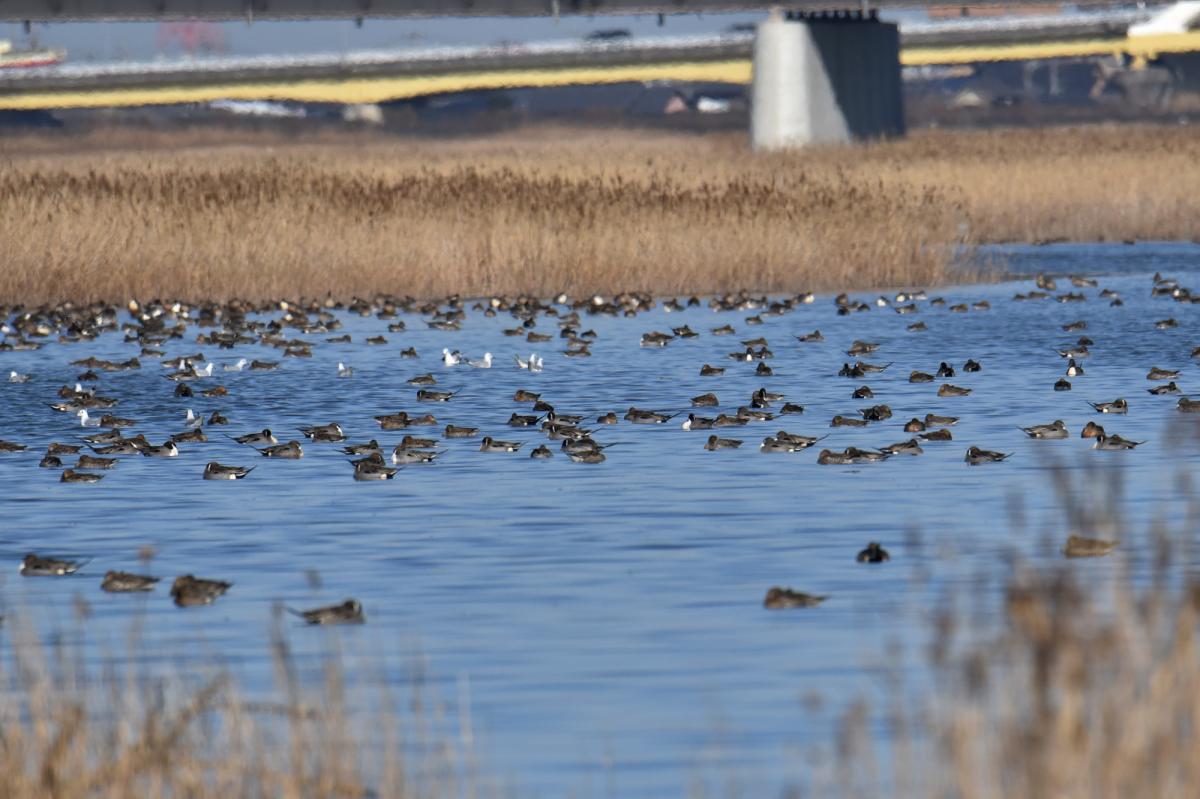 名古屋市野鳥観察館