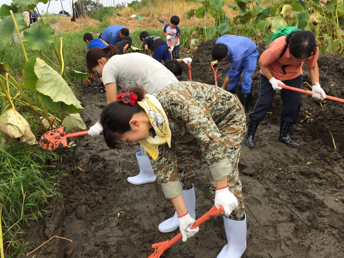 清水食品レンコン掘り体験