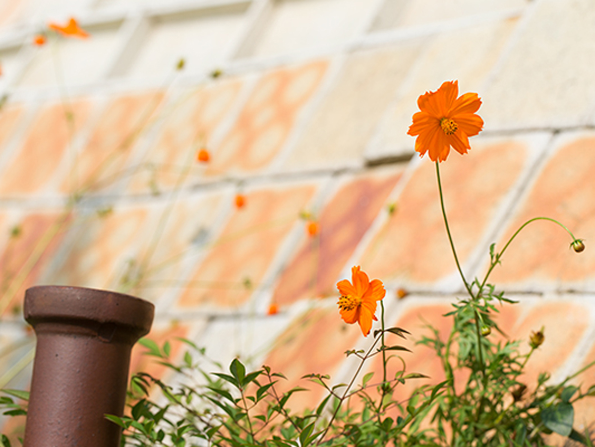 ゆるり秋の窯めぐり