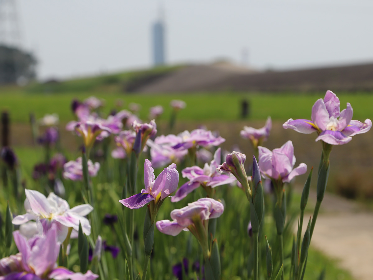 初夏の華まつり～バラ・ハナショウブ～