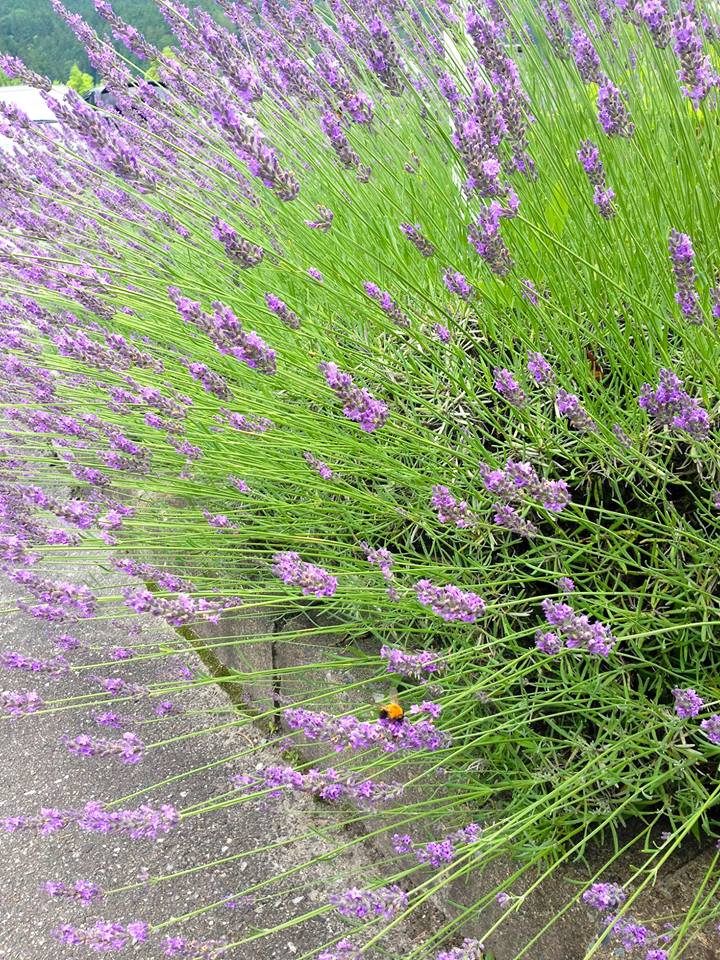 Lavender Fair - Roadside Station Donguri-no-Sato Inabu