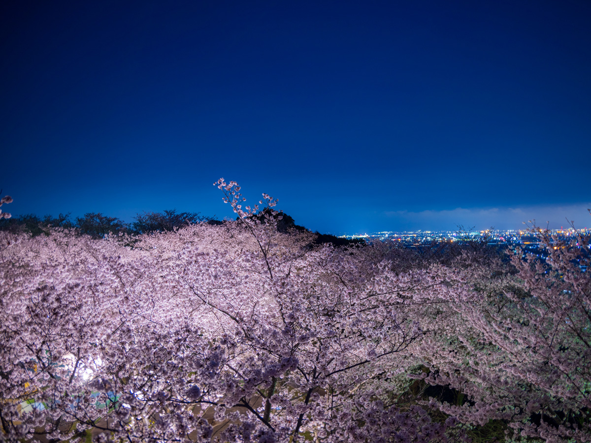 豊川市桜まつり