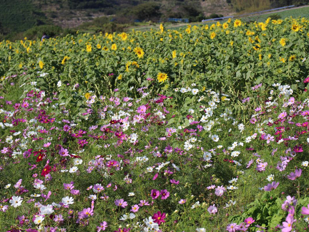 Sunflower and Cosmos Fields