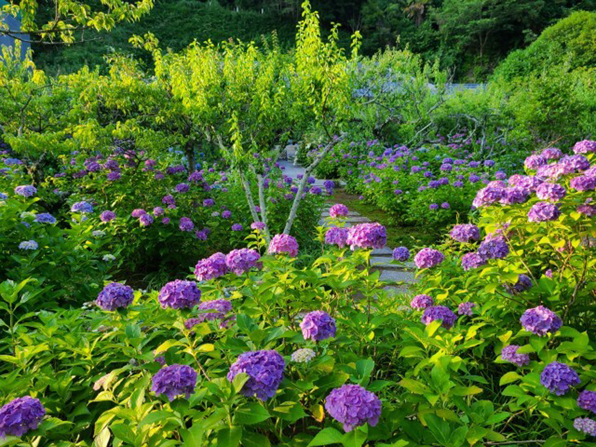本光寺紫陽花まつり
