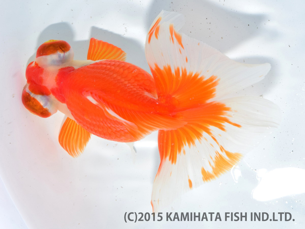 金魚日本一大会