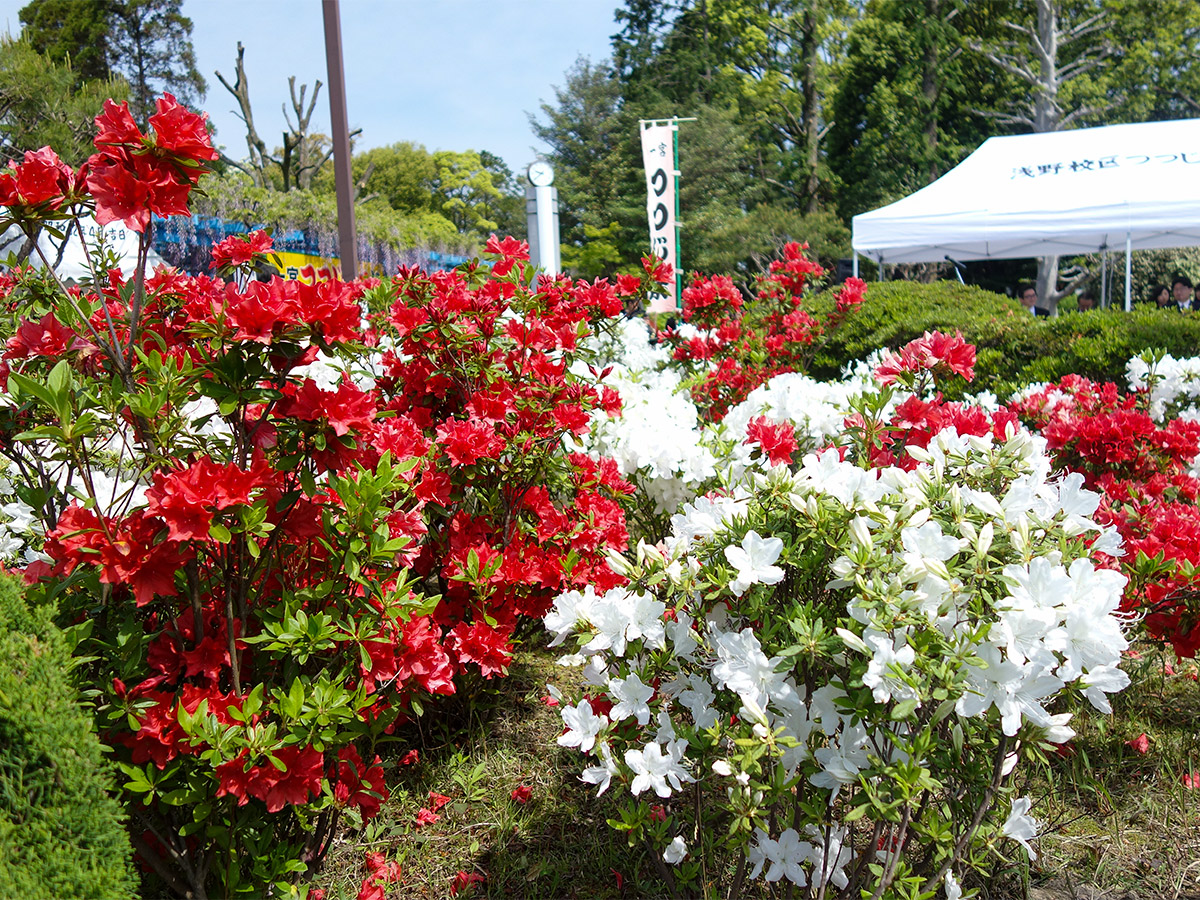 一宮つつじ祭
