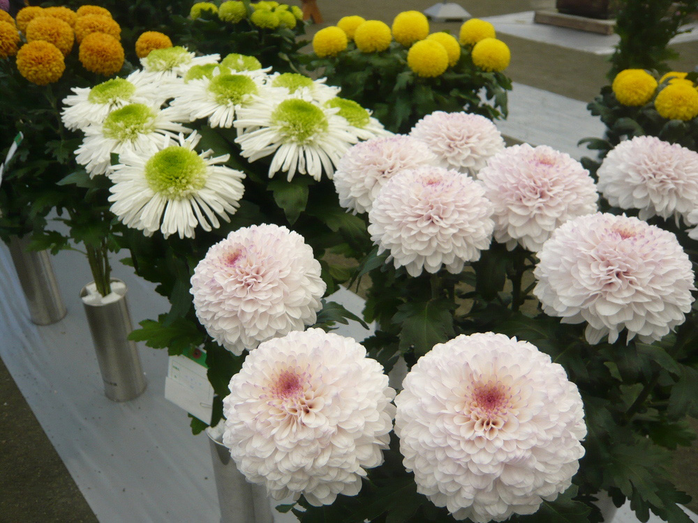 渥美半島菊花大会