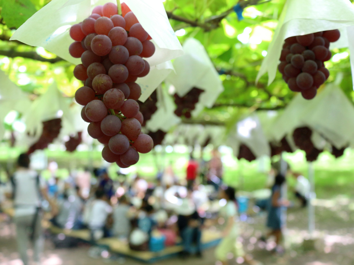 Okazaki Komadachi Grape Picking (Okazaki Komadachi Budogari)