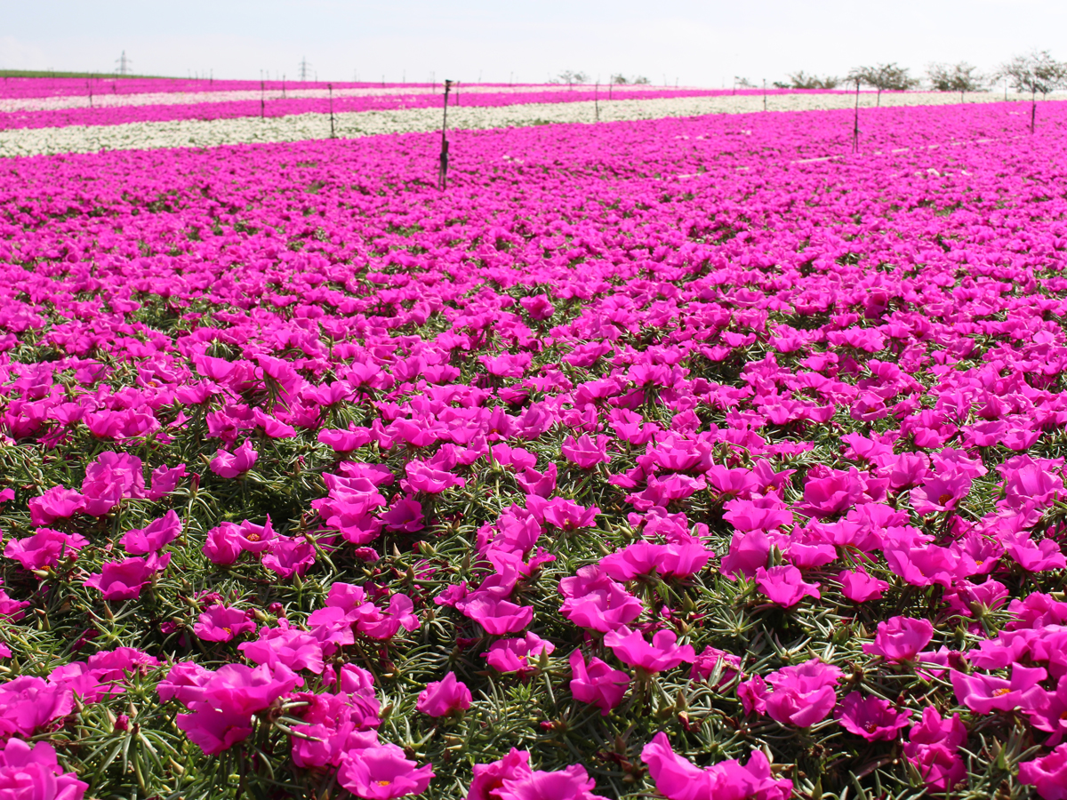 ฟาร์มสำหรับการท่องเที่ยว ฮานะ ฮิโรบะ