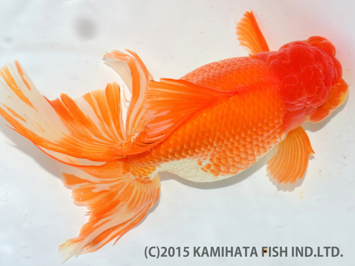 金魚日本一大会