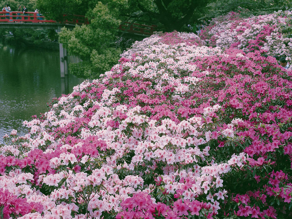 冈崎公园的杜鹃花
